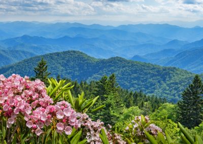 Blue Ridge Mountains with pink flowers in the foreground